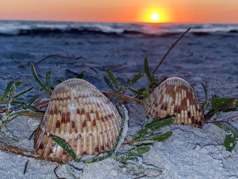 Soft Sand And Shell Hunting Fun