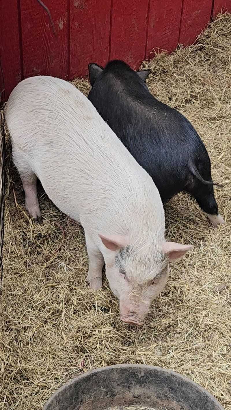 Animals That Teach Gentleness