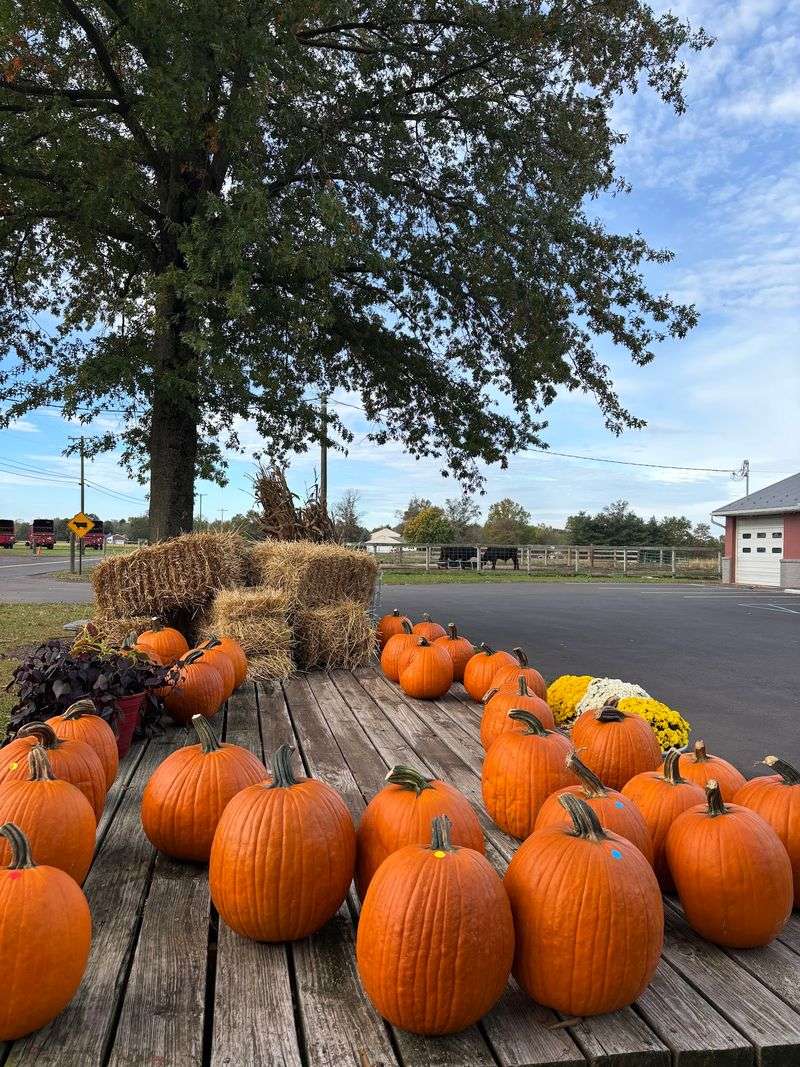 Kids Can Connect Food With Farm Life