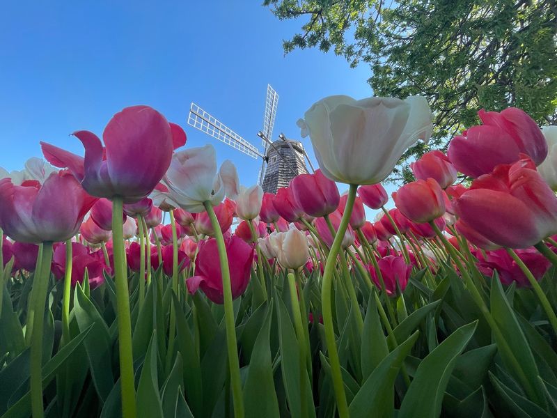 Come Back for Tulip Time