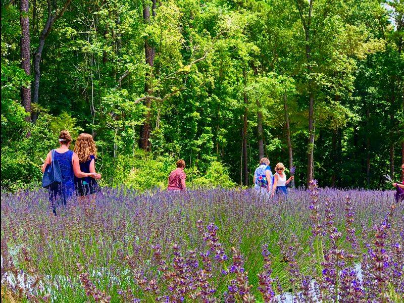 Workshops, Lavender Lunches, and Yoga Under the Trees