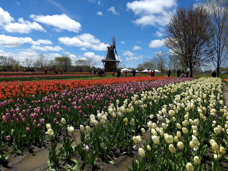 Visiting During Tulip Time Versus The Quiet Season