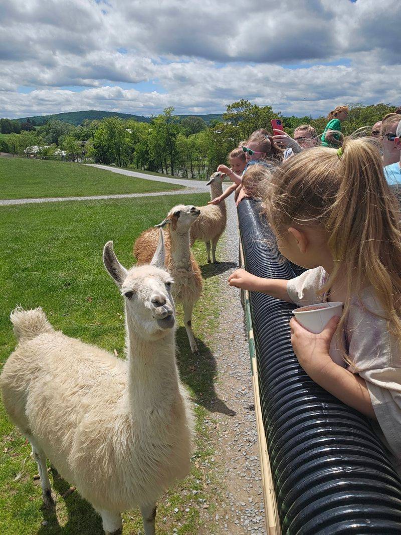 Petting Zoo Fun With Goats, Ponies, and Big Smiles