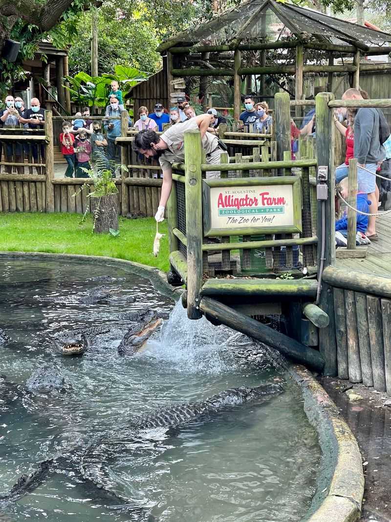 St. Augustine Alligator Farm Zoological Park - St. Augustine