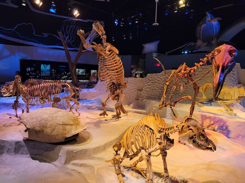 Prehistoric Surprises at Florida Museum of Natural History - Gainesville