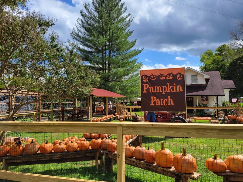 Explore the Farm's Family-Friendly Activities