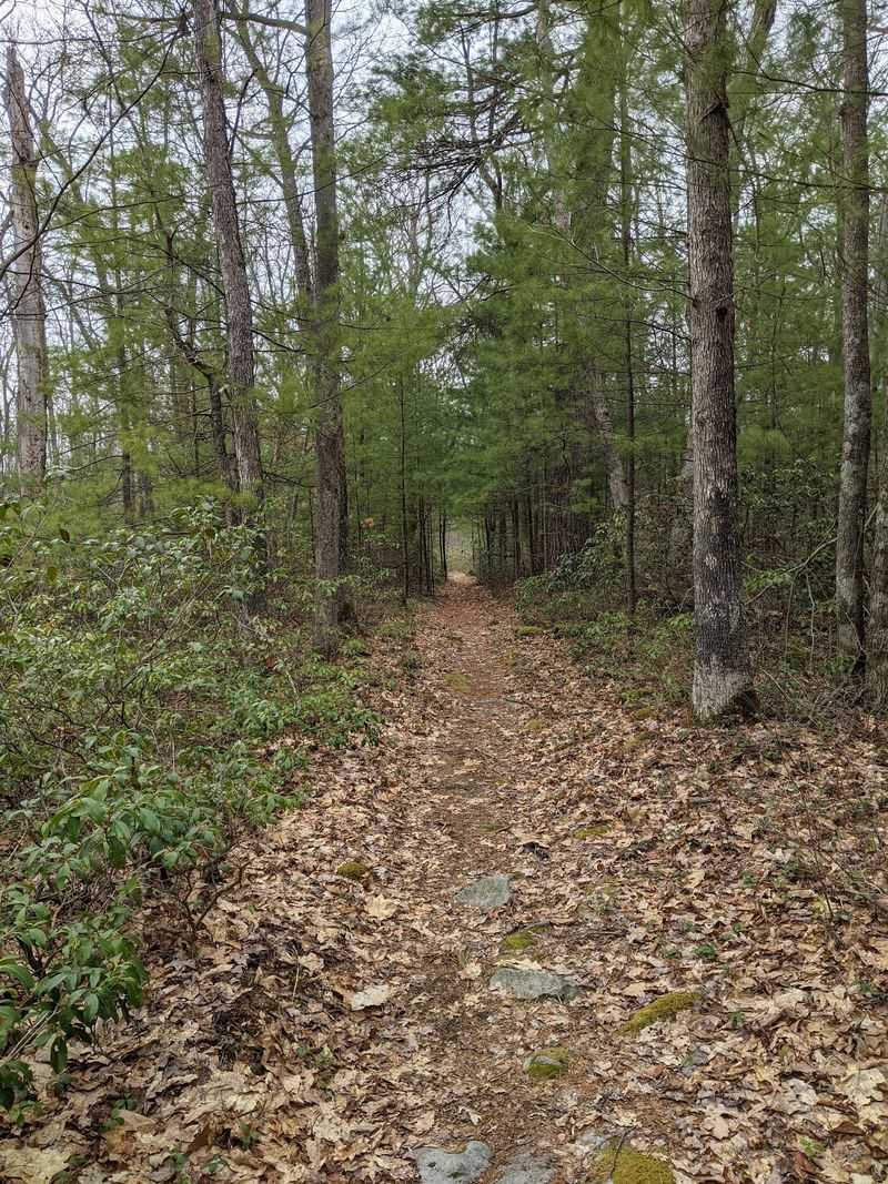Black Forest Trail