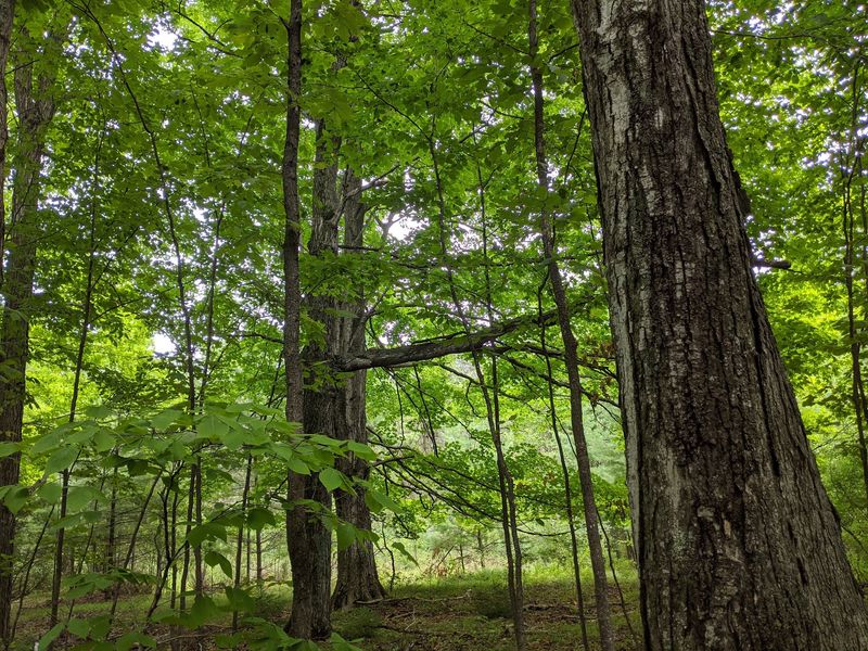 Domer-Neff Nature Preserve and Bird Sanctuary