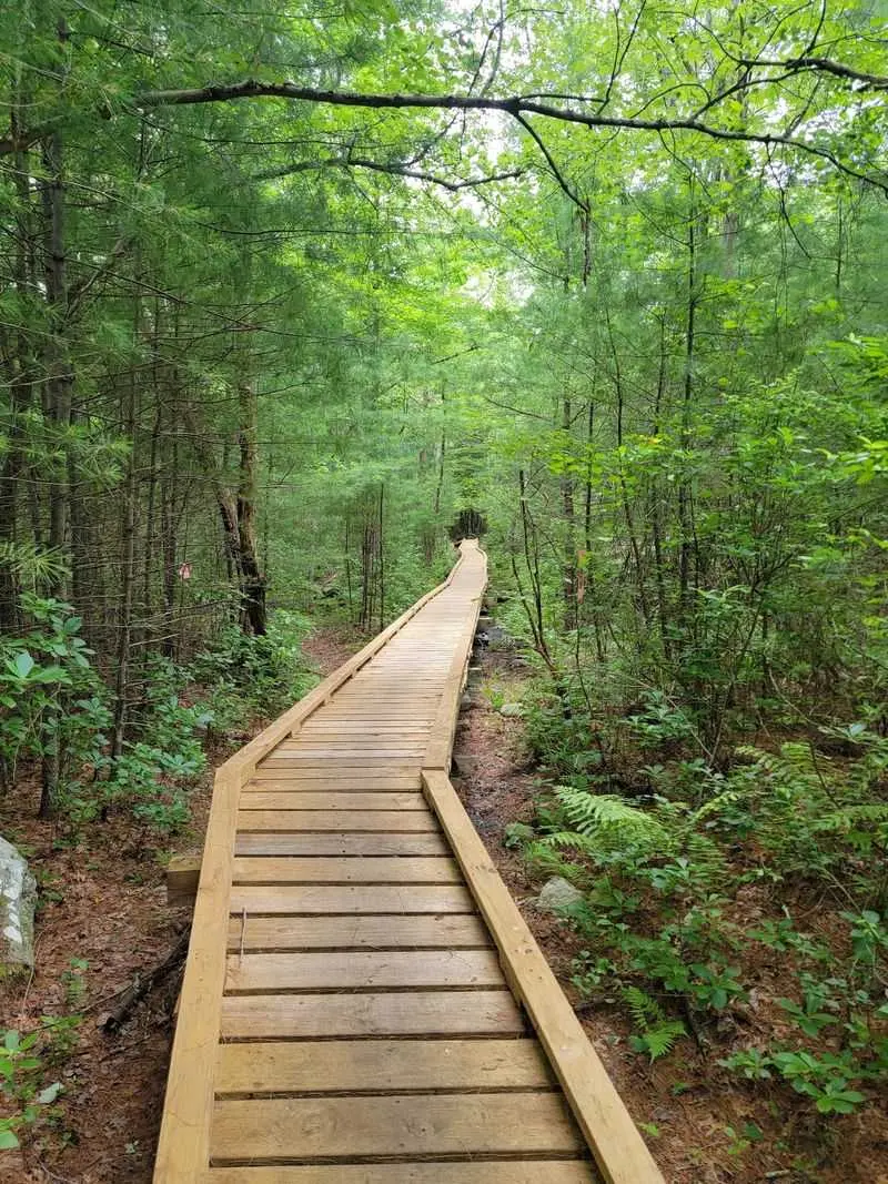Freetown-Fall River State Forest - Assonet