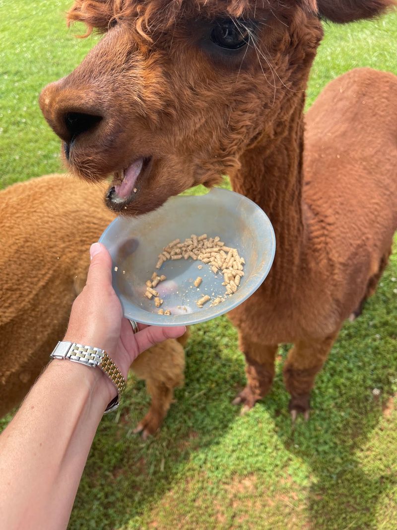 Alpacas of Smith Mountain Lake Farm - Hardy