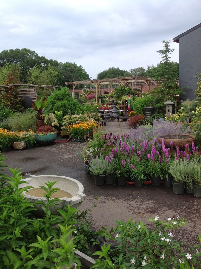 Mahoney's Garden Center, Brighton