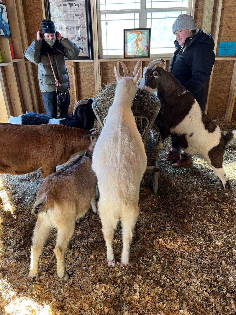Frederick Farm Goat Rescue and Sanctuary