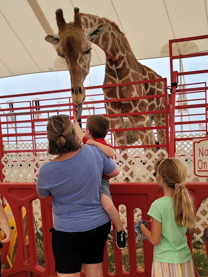 Animal Encounters Kids Remember