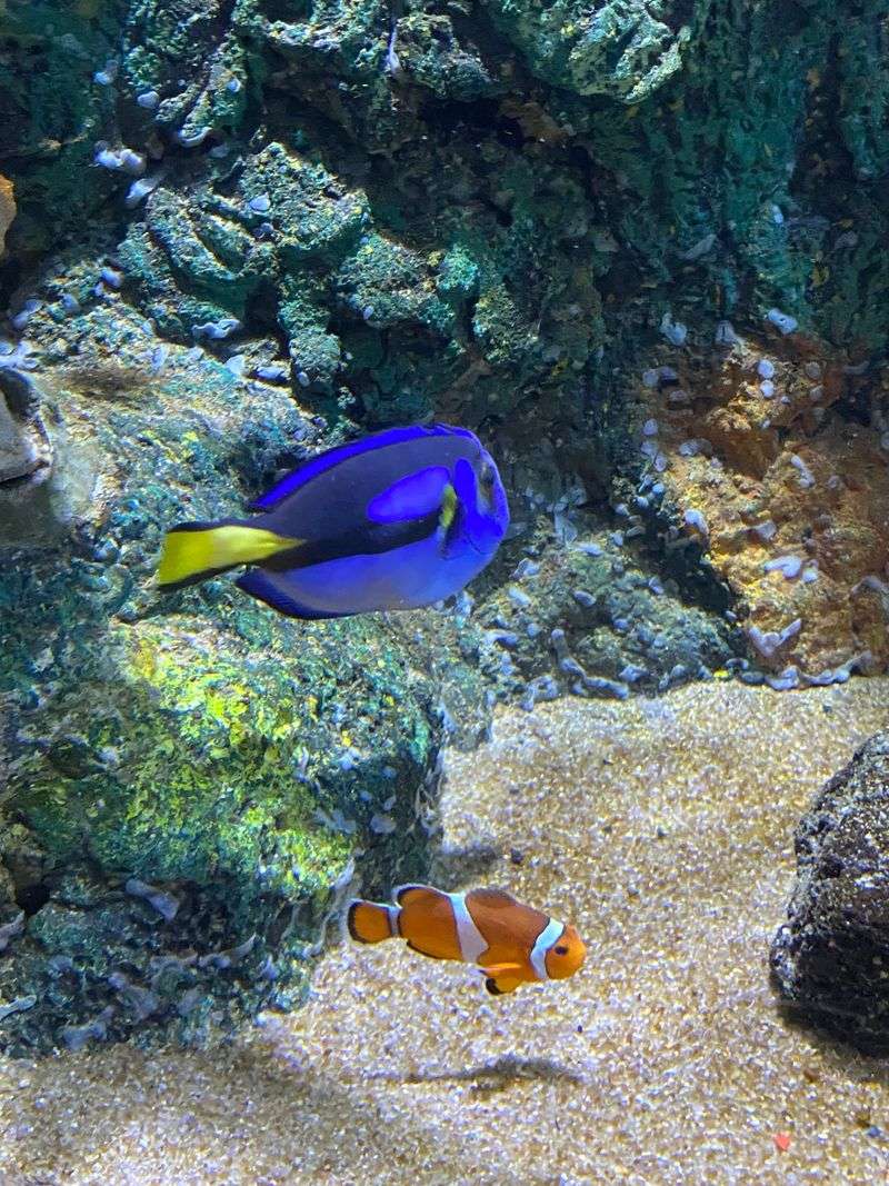 Colorful Tanks Made For Curious Kids