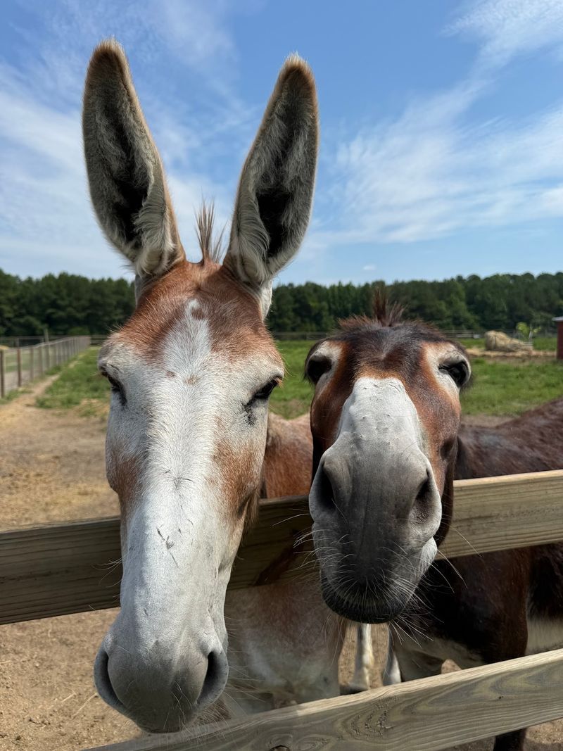 Wild Woods Farm, York, York County