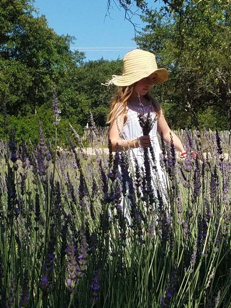 Hill Country Lavender, Blanco, Blanco County