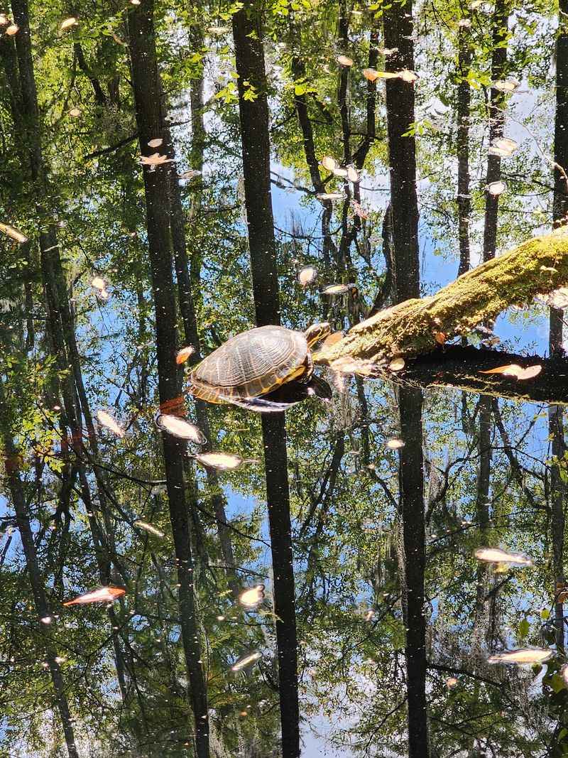 A Peaceful Escape From the Busier Parks