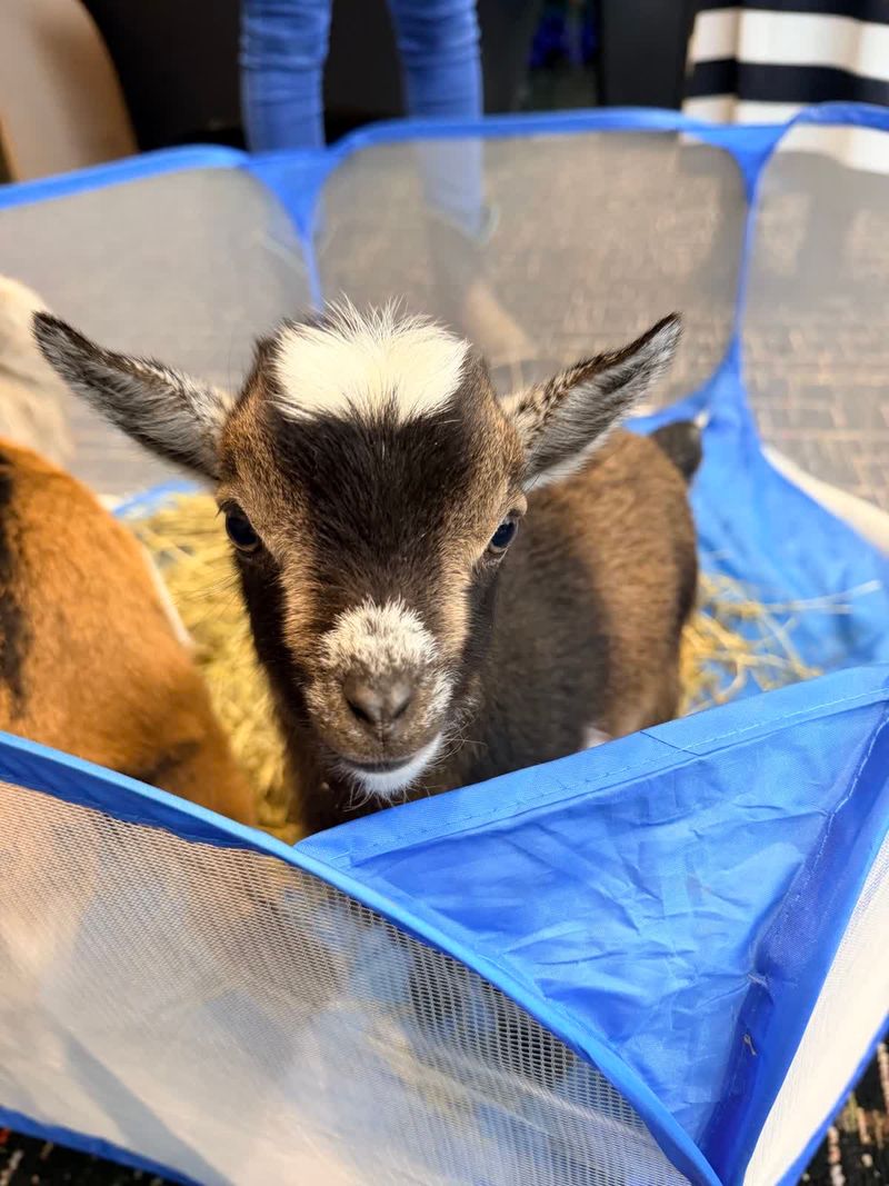 Herbert & Friends Mobile Petting Zoo, Liberty, Pickens County