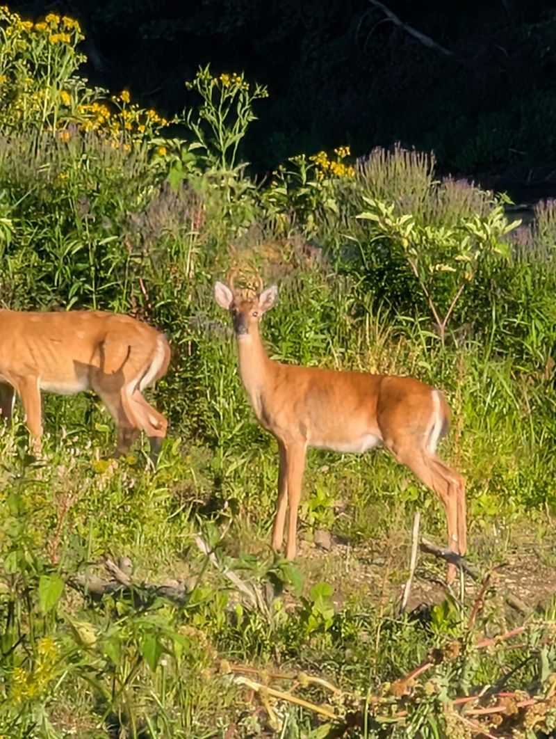 Wildlife Theater Along Every Mile