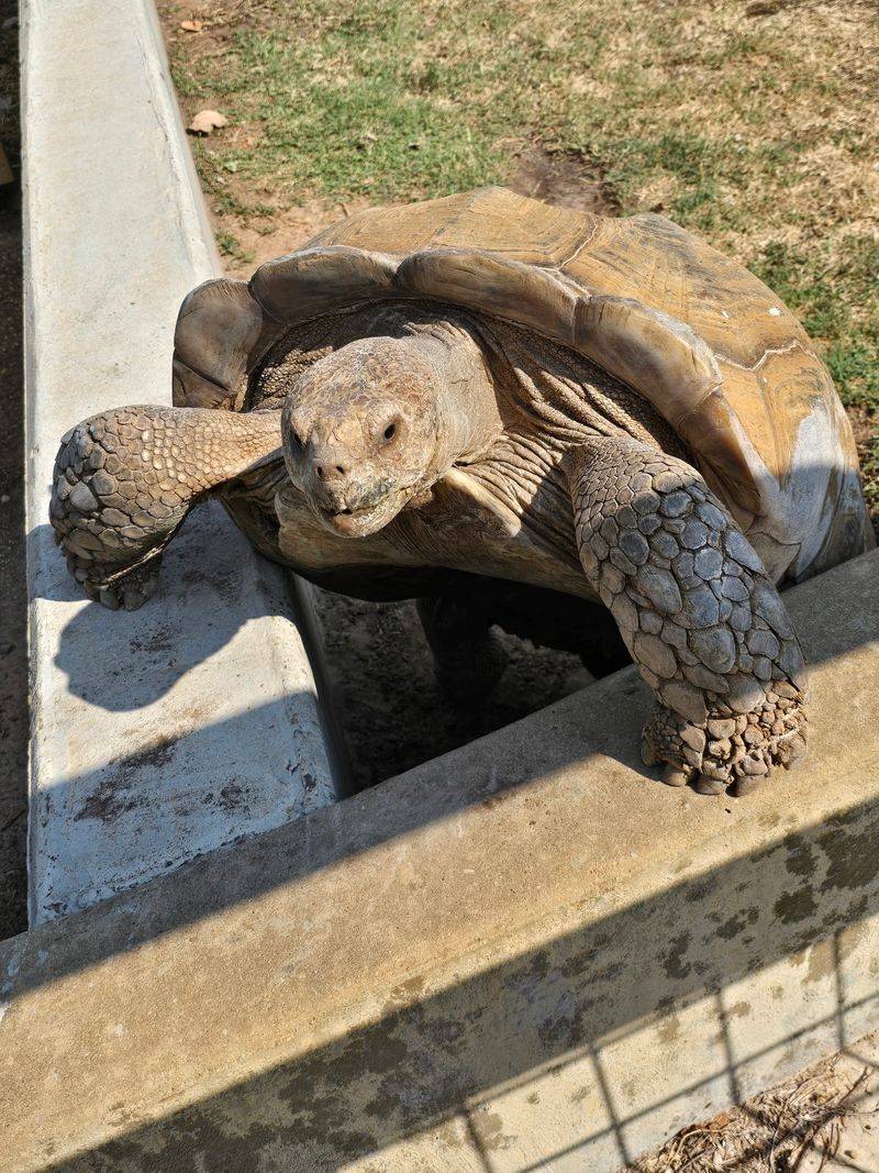 Amarillo Zoo & Sanctuary - Amarillo