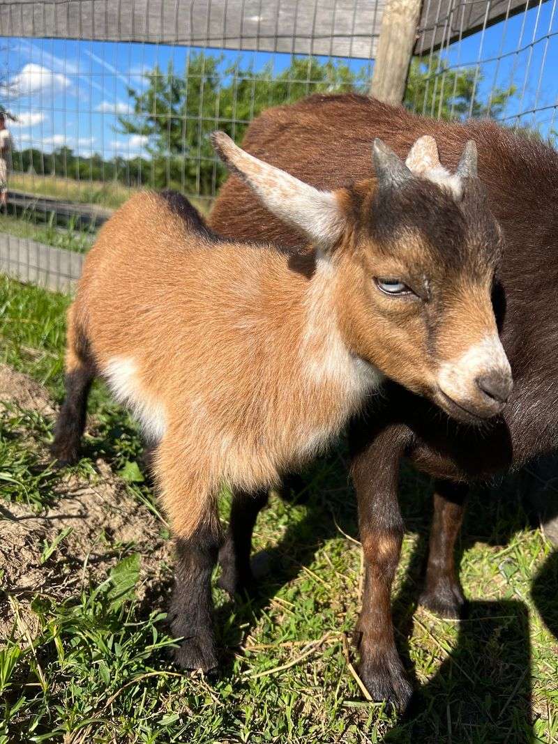 Great Country Farms - Bluemont