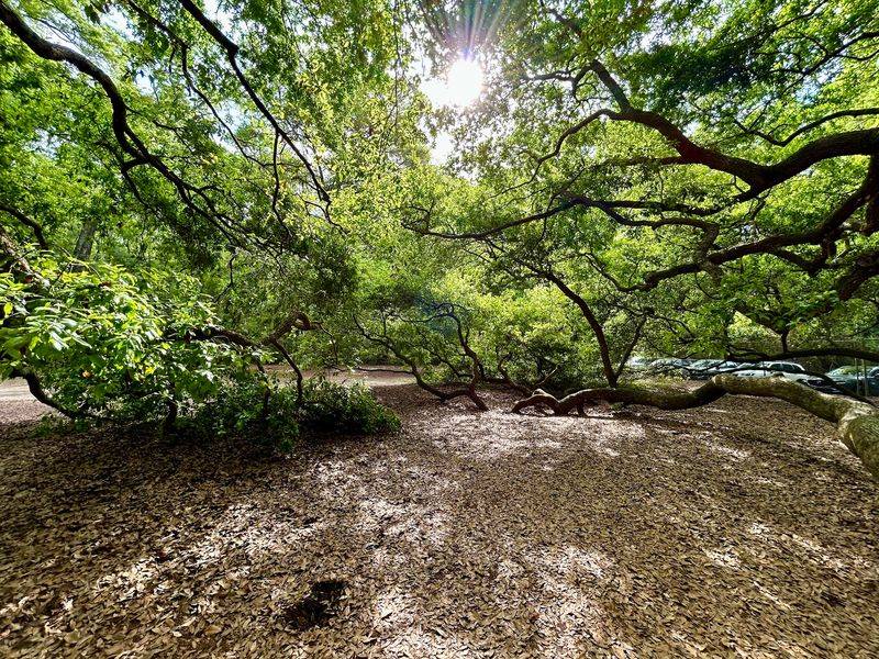 Angel Oak Trail, Johns Island, Charleston County
