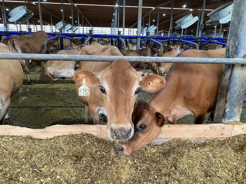 Jones Family Dairy – Spencer
