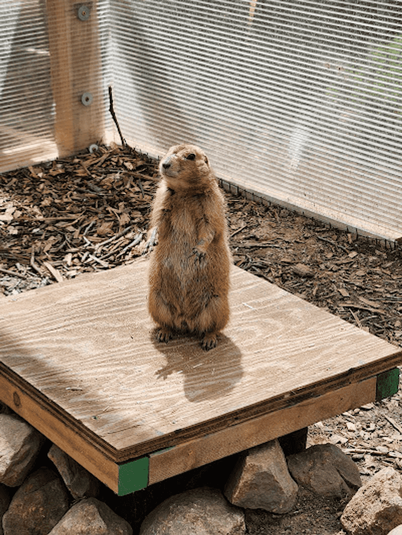 Wildlife Moments Add a Spark of Surprise