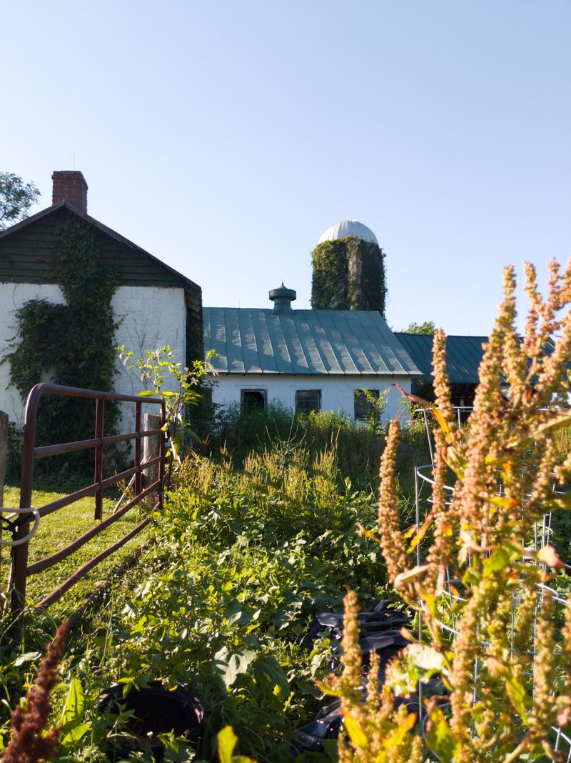 Briar Patch Bed & Breakfast - Middleburg, Loudoun County