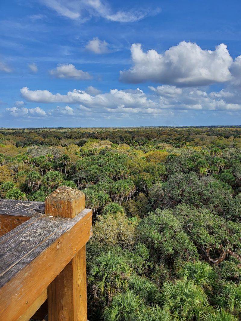 Views That Change How You See The Forest