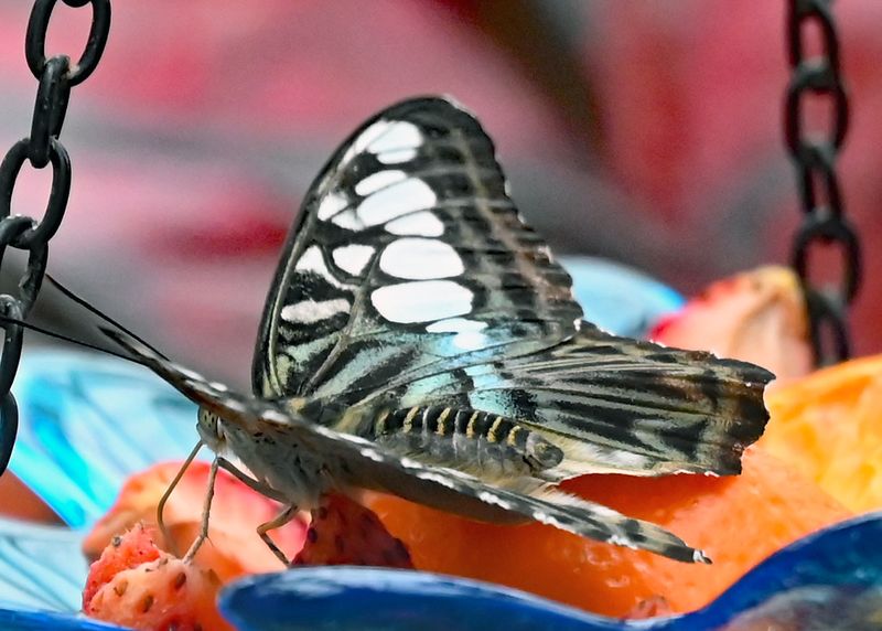 The Metamorphosis Lab Lets Visitors Watch Butterflies Begin Life