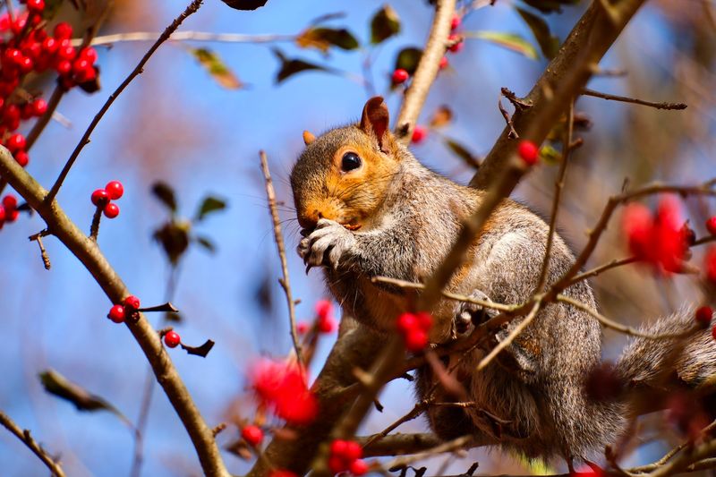 Wildlife Areas Add A Mini Zoo Feeling