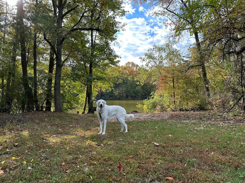 Lums Pond Dog Park - Bear