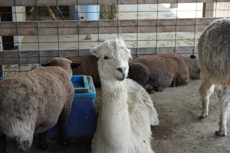 Bloomsbury Farm – Atkins
