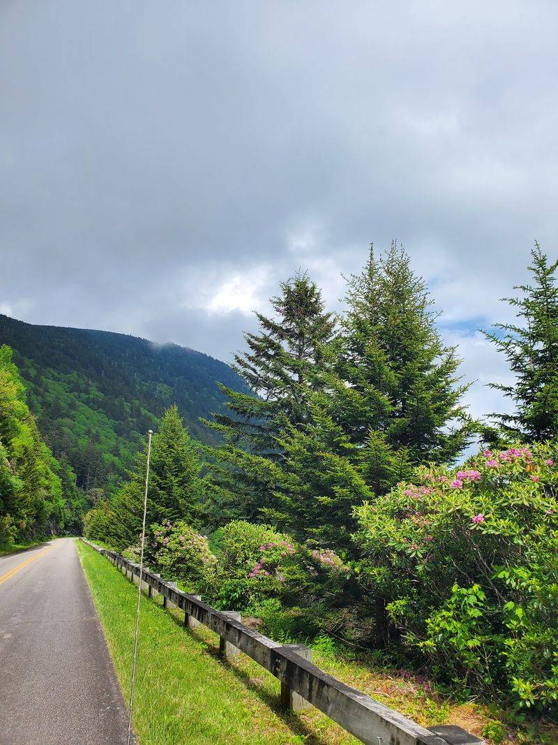 Mount Mitchell State Park