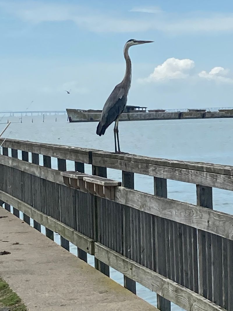 Birdwatching Above the Bay