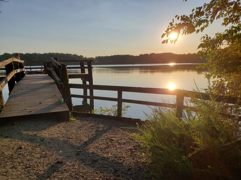 Lums Pond State Park - Bear