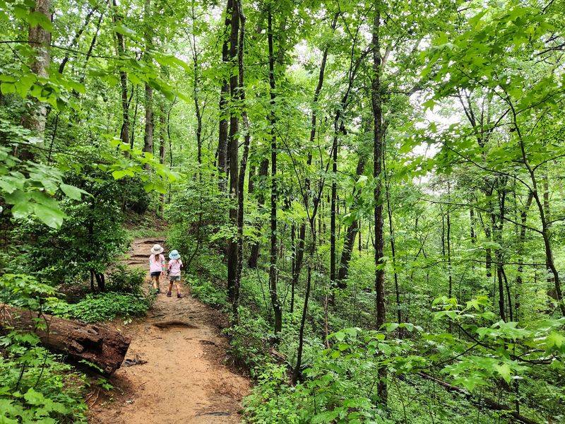 Yellow Branch Falls Trail - Sumter National Forest