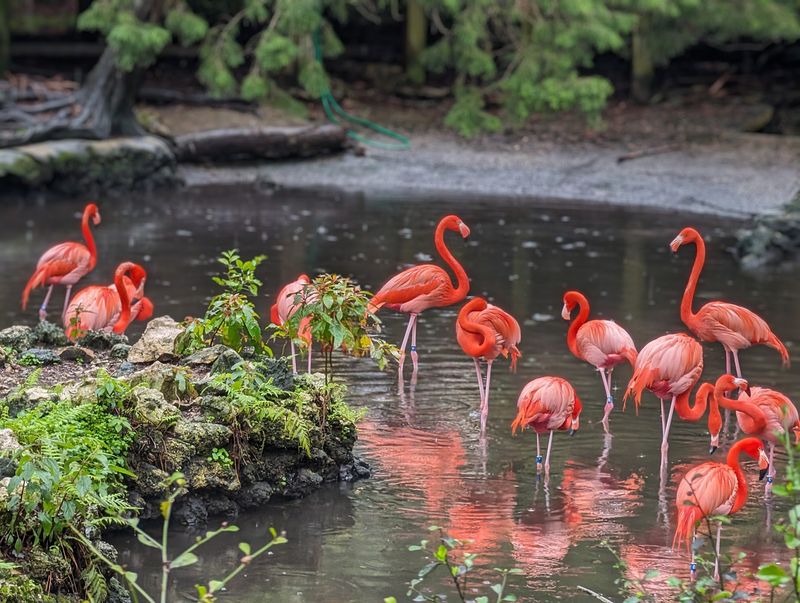 Homosassa Springs Wildlife State Park - Homosassa