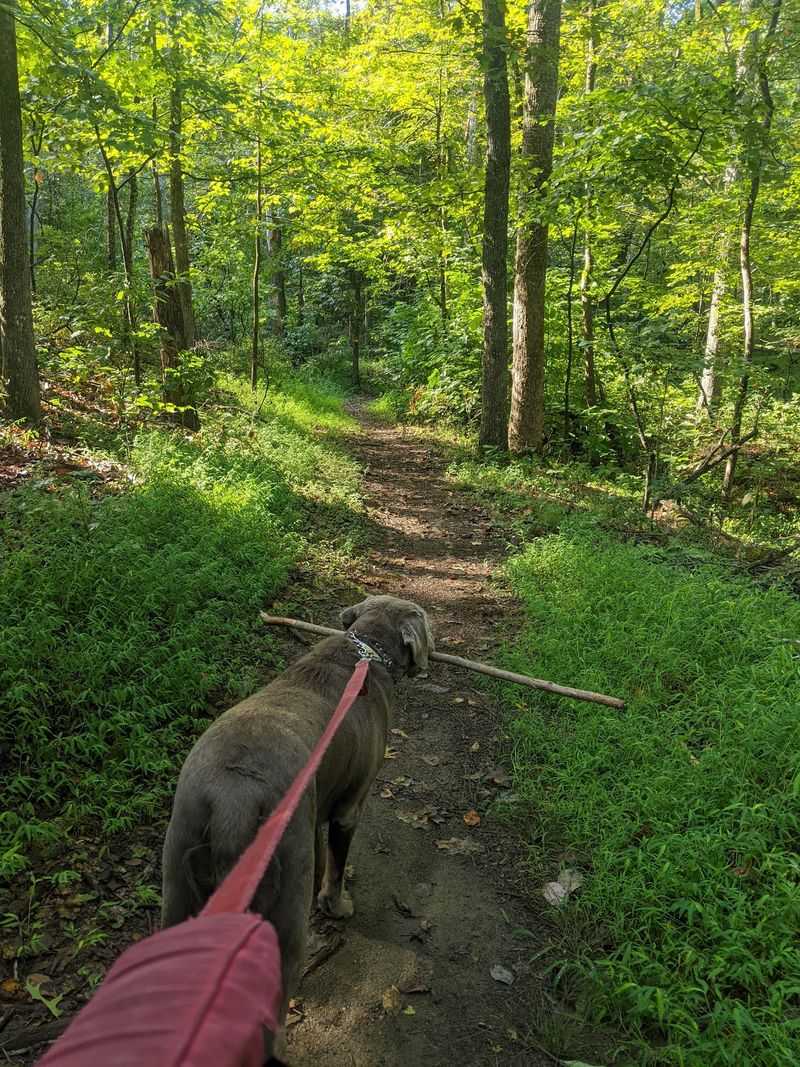 Forest Trails for Every Pace