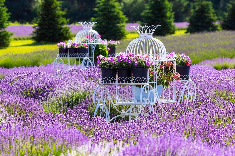 Northern Winds Lavender, Marinette, Marinette County