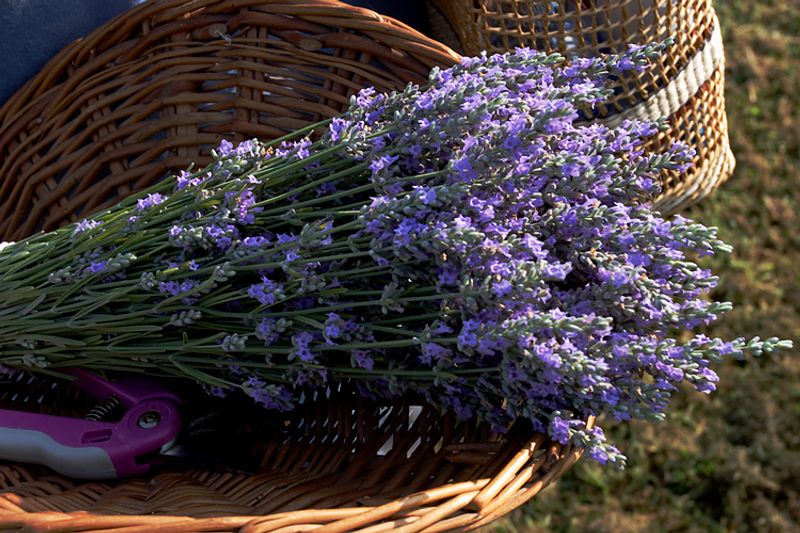 Chappell Hill Lavender Farm, Brenham, Washington County