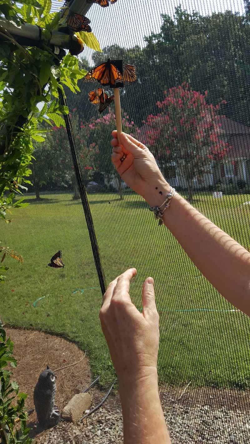 Hand-Feed the Butterflies