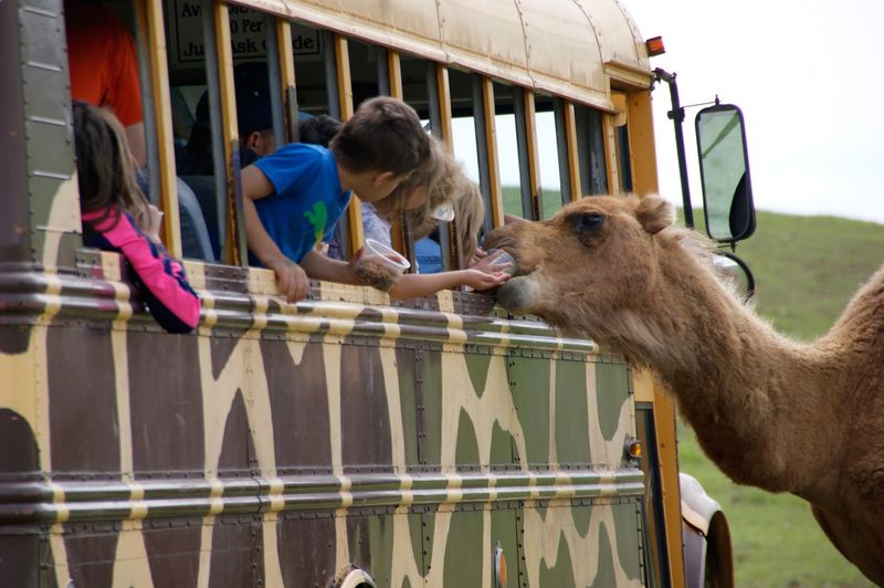 Fort Chiswell Animal Park - Max Meadows