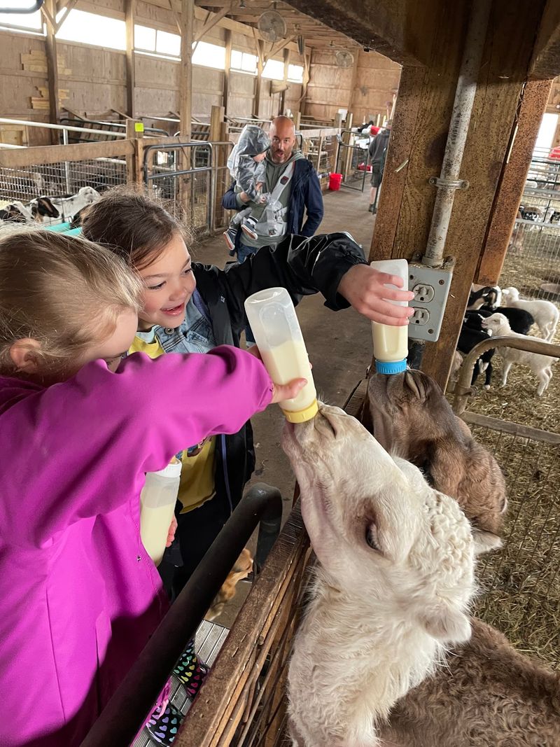 Barnyard Petting Zoo
