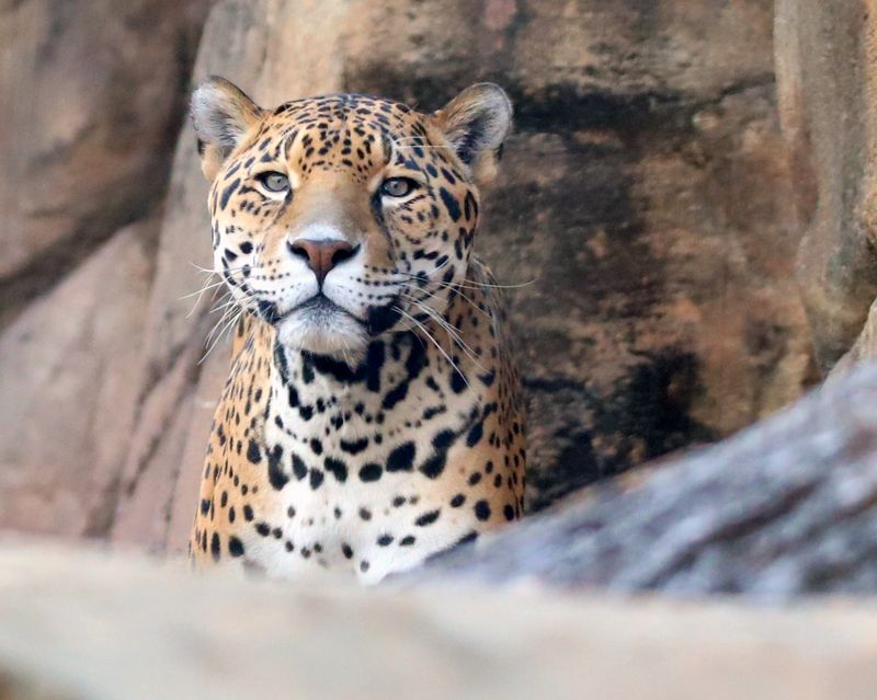 A Jaguar Watch That Feels Like A Mini Safari