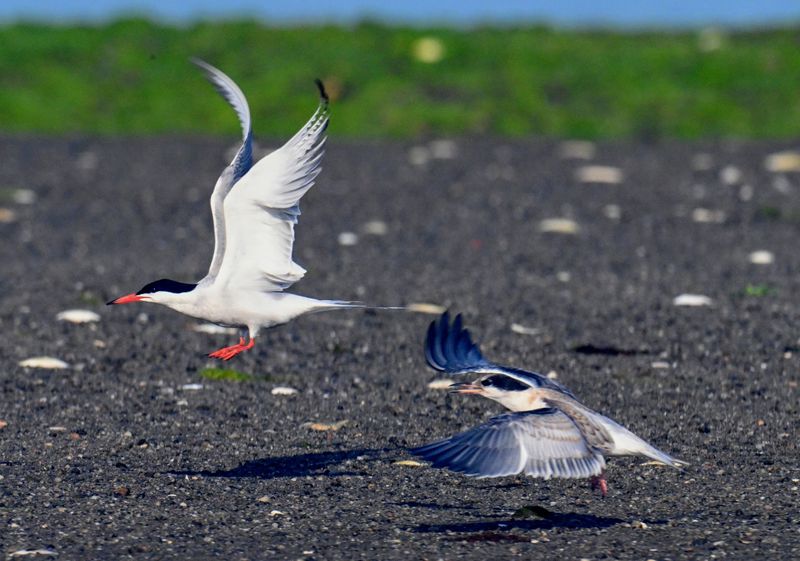 Great Island Wildlife Management Area