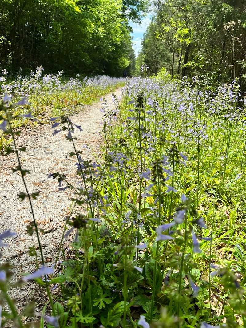 Enter the Long Forested Sections