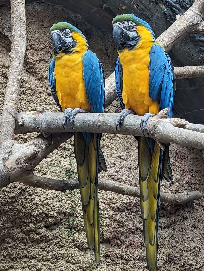 A Wild Morning at Henry Vilas Zoo, Madison, Dane County