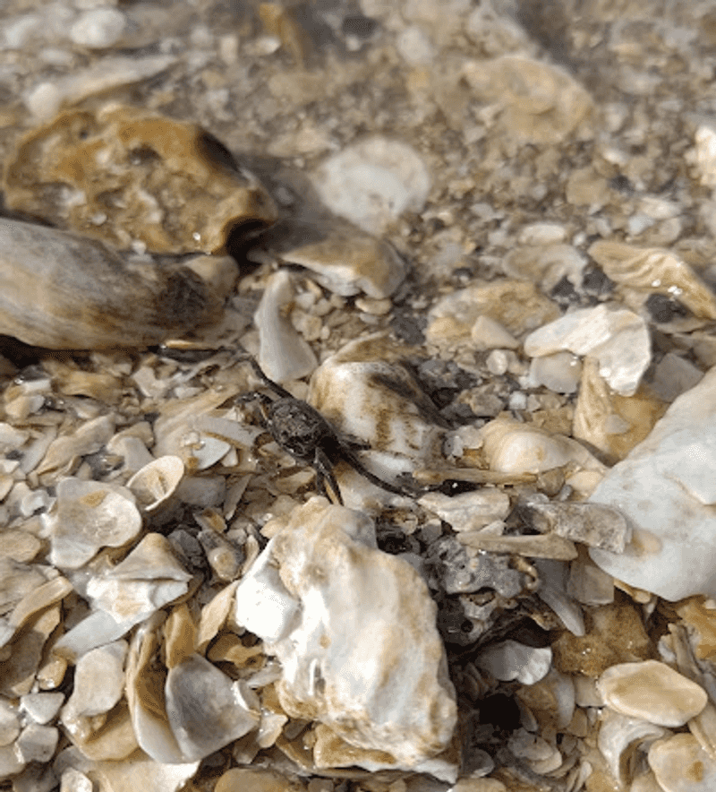 Oyster Shells Create a Rugged Coastal Puzzle